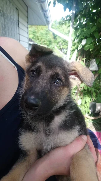 Alman Çoban Köpeği Bir Kadının Kollarında — Stok fotoğraf