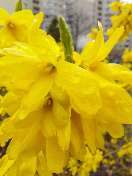 blooming yellow bush in spring and raindrops on petals macro photography