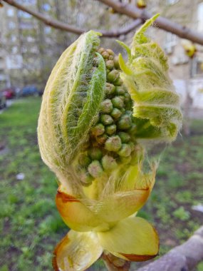 At kestanesi tomurcuğu ve taze yapraklar makro fotoğrafçılık