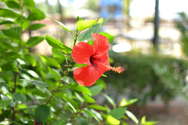 Közelkép Hibiszkusz Háttér Zöld Lombozat — Stock Fotó