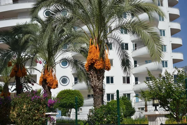 Jong Oranje Dateert Bomen Het Park Tegen Achtergrond Van Een — Stockfoto