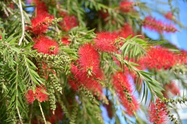 Kırmızı çiçekli ve yeşil yapraklı çiçek açan ağaç.