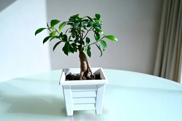 Bonsai japonês bonito planta em um pote em uma mesa — Fotografia de Stock