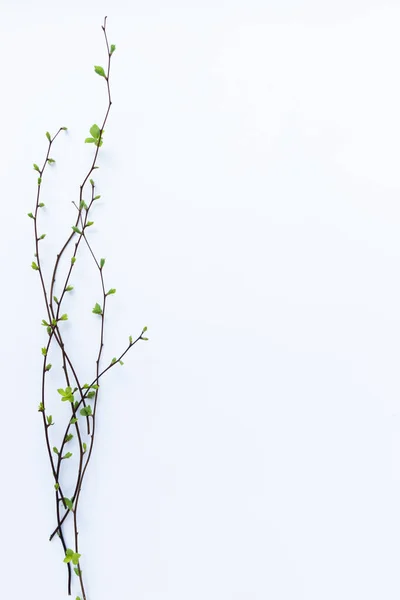 Bäume Äste mit Knospen und ersten Blättern. Kopierraum. — Stockfoto