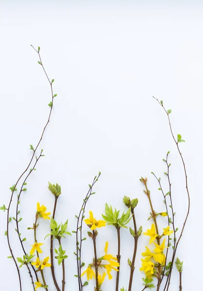 Frühlingsrahmen aus Zweigen mit ersten Blättern und Blüten. Auf weißem Hintergrund. — Stockfoto