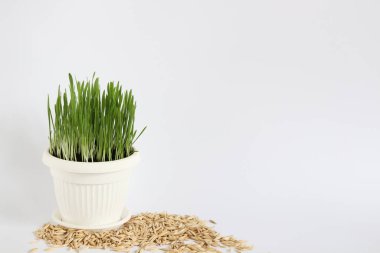 Etrafında yulaf taneleri olan bir tencerede filizler. Beyaz bir arka planda. Boşluğu kopyala.