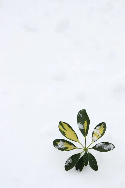 Tropical leaf in winter. Green leaf on snow background.