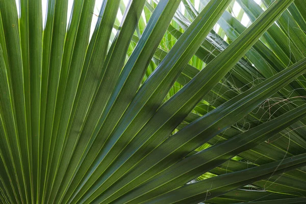 Palm tree leaves. Fan from fresh palm tree leaves.