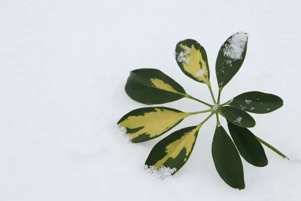 热带的叶子在雪地里.雪原上的绿叶. — 图库照片