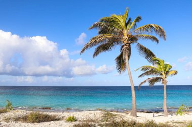 Turkuaz renkli deniz ve palmiyeli mercan plajı.