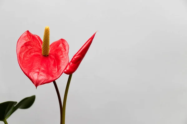 Duas flores vermelhas Anthurium. Em um branco com espaço de cópia. — Fotografia de Stock