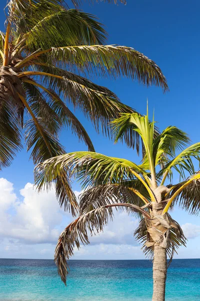 Paar palmbomen dicht bij turquoise zeewater. — Stockfoto