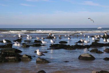 Sahildeki kayalıklarda oturan martılar. Martılar denizin üzerinde uçuyor..