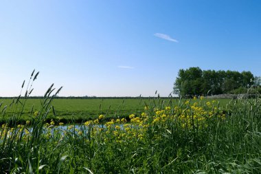 Kırsal alan. Mavi gökyüzü arka planında resimli çayır manzarası.