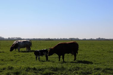 Tarladaki inekler. Yeşil bir alanda ot yiyen hayvanlar..