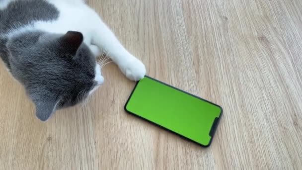 Gato com telefone de tela verde deitado em um fundo de madeira. — Vídeo de Stock