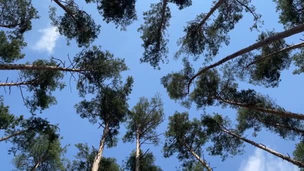 4K Pinheiro floresta de baixo para o céu azul. Rotação circular da câmera — Vídeo de Stock