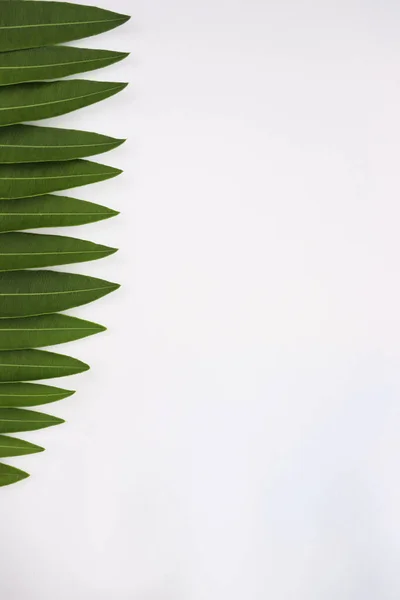 Rahmen aus tropischen Blättern. Kopierraum. Hintergrund Natur. — Stockfoto