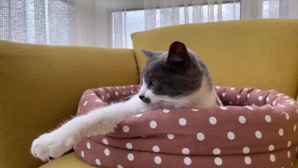 4k Kot leżący w łóżku zwierzaka, przygotowujący się do spania — Wideo stockowe