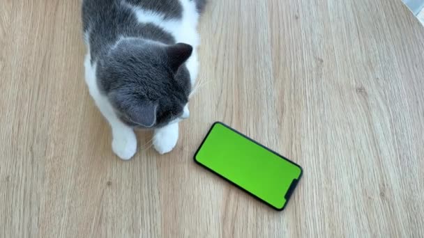 Gato com tela verde telefone olhando para o telefone e para cima. — Vídeo de Stock