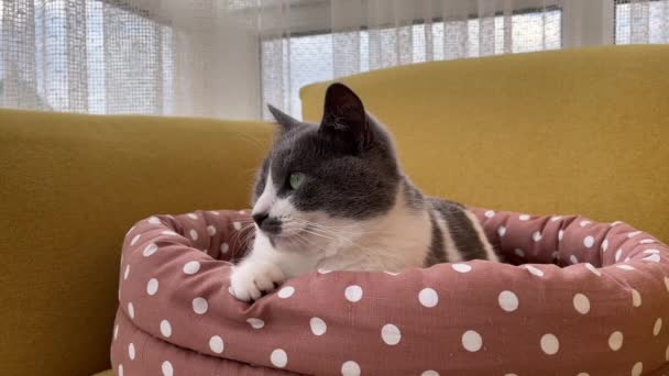 4k Cat fica em uma cama de estimação, fecha os olhos e quer dormir — Vídeo de Stock