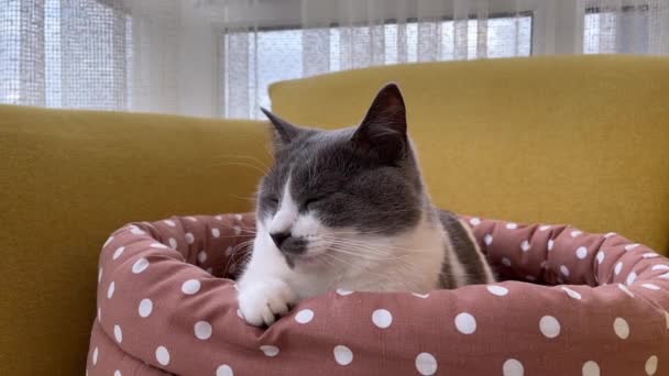 4k Lazy γάτα που βρίσκεται σε ένα κρεβάτι κατοικίδιων ζώων — Αρχείο Βίντεο