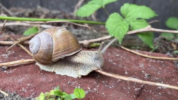 4k Snail pohybující se po zahradní pěšině. Zahradní šnek. — Stock video