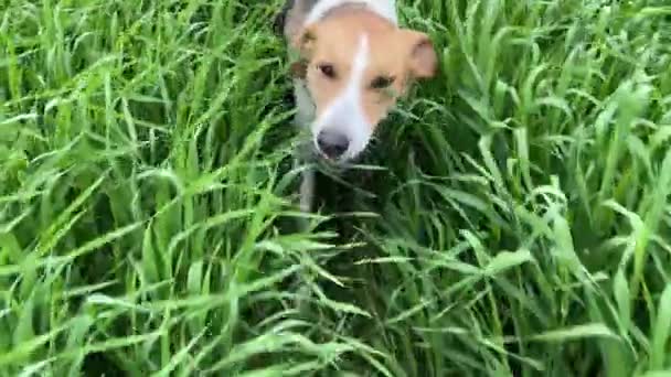 4k Hond loopt door hoog groen gras in een veld. — Stockvideo