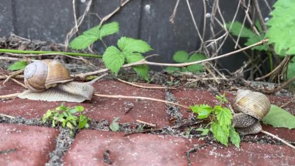 4k Two snails moving on a garden path. Garden snail. — Stock Video