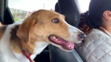 4K Kadın, çocuk ve köpek arabasında..