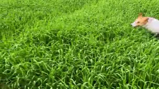 4k Jeune chien courant rapidement à travers l'herbe verte élevée sur un champ — Video