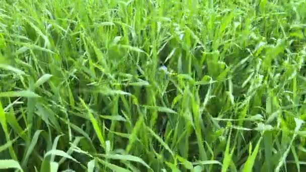 4k Jeune blé vert sur un champ balançant dans le vent. — Video