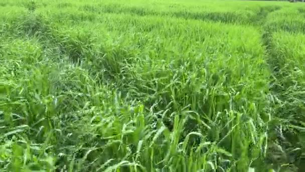 4k Jeune blé vert sur un champ balancé par le vent. Chemins sur un terrain. — Video