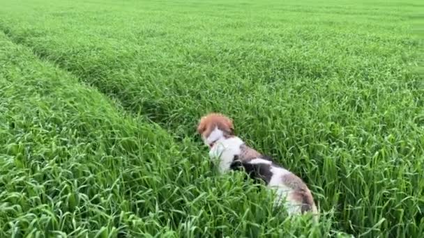 4k Chien regardant autour et mangeant de l'herbe sur un champ. — Video