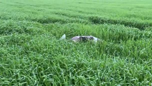 4k Jonge hond loopt door hoog groen gras op een veld — Stockvideo