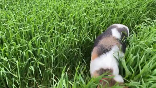 4k Chien curieux marchant à travers l'herbe verte haute. — Video