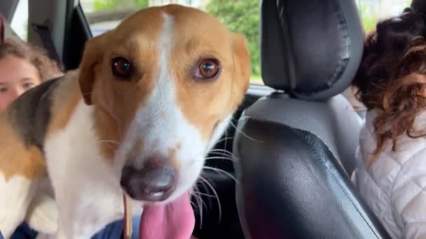 4k Femme avec enfant et chien dans une voiture. — Video