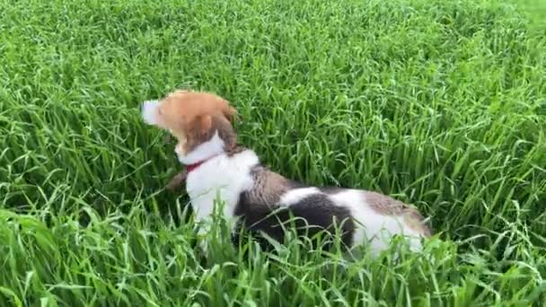 4k Hund schaut sich um und frisst Gras auf einem Feld. — Stockvideo