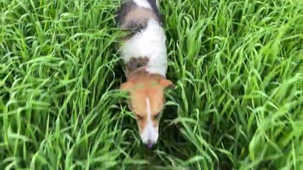 4k Hond wandelen door hoog groen gras op een veld. — Stockvideo
