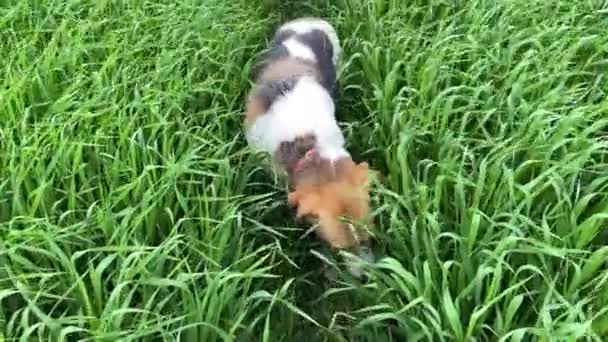 4k Hond staat op het veldpad tussen groen gras. — Stockvideo