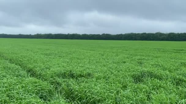 4k Landscape dengan rumput hijau dan langit berawan abu-abu. Ladang gandum di musim semi. — Stok Video