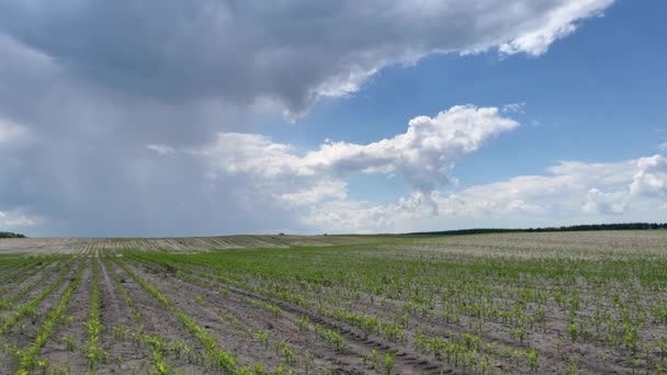 Campo de milho em um fundo nuvens de chuva. — Vídeo de Stock