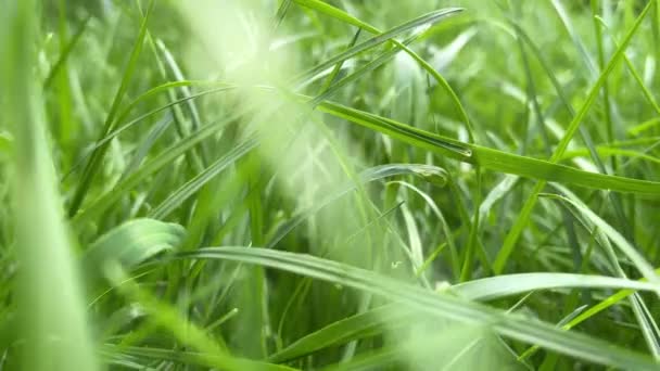 Pelouse d'herbe verte 4k. Mouvement lent de la caméra. Contexte naturel — Video