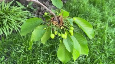 Yapraklı bir dalda 4k yeşil kiraz.