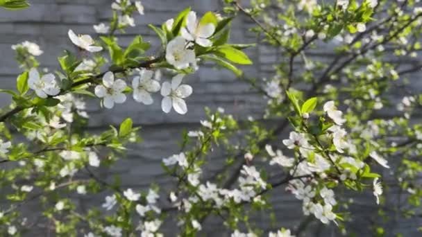 4k Flores de cereja na primavera. Movimento lento. Fechar.. — Vídeo de Stock