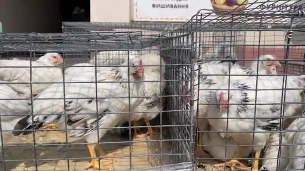 4k Alive chickens for sale. Farmers market. — Wideo stockowe
