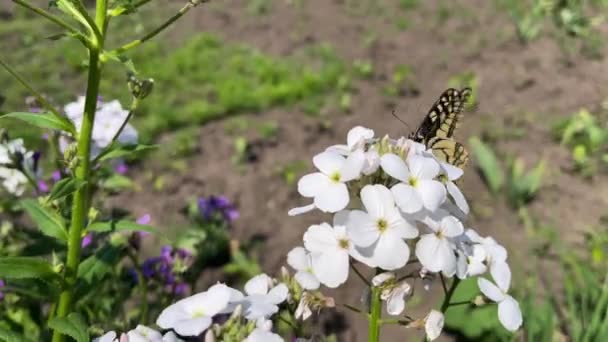 4k Butterly bat des ailes. Papillon sur fleurs blanches. — Video