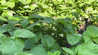 4k Yeşil yapraklar arasında beyaz çiçekler Çilek çalılığında gün ışığında