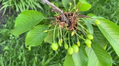 Yapraklı bir dalda 4k yeşil kiraz.