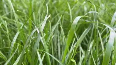 4k yeşil çimen. Kameranın geri hareketi. Doğa arkaplanı